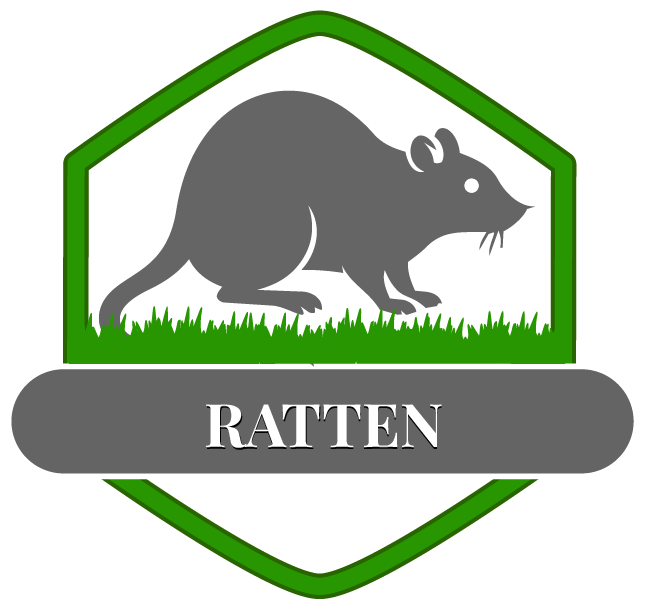 Ratte