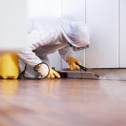 Schädlinge in der Küche Kakerlakenbekämpfung in Warmsen