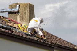 Wespennest Wespenbekämpfung für Estenfeld