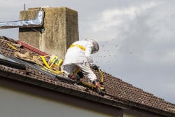 Wespenbekämpfung für Weyher in der Pfalz